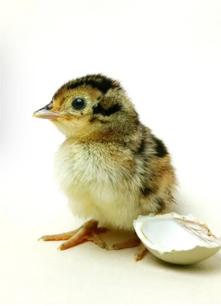 Bosfazant kuikens, Dieren en Toebehoren, Vogels | Kanaries