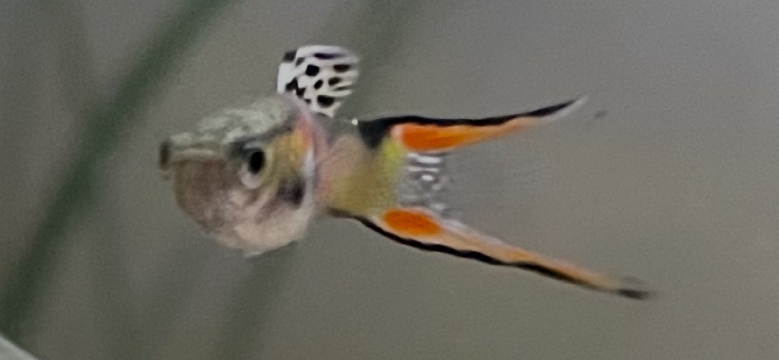 Guppy,s. Endlers, Dieren en Toebehoren