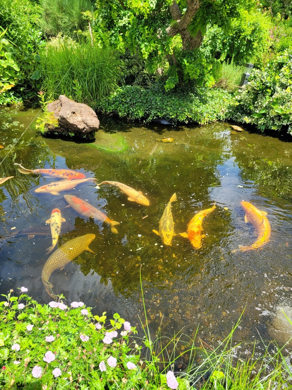 Etang à vider urgent me contacter, Enlèvement