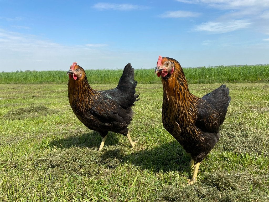 Jonge tamme Harco kippen gesekst en ingeënt, Femelle, Poule ou poulet