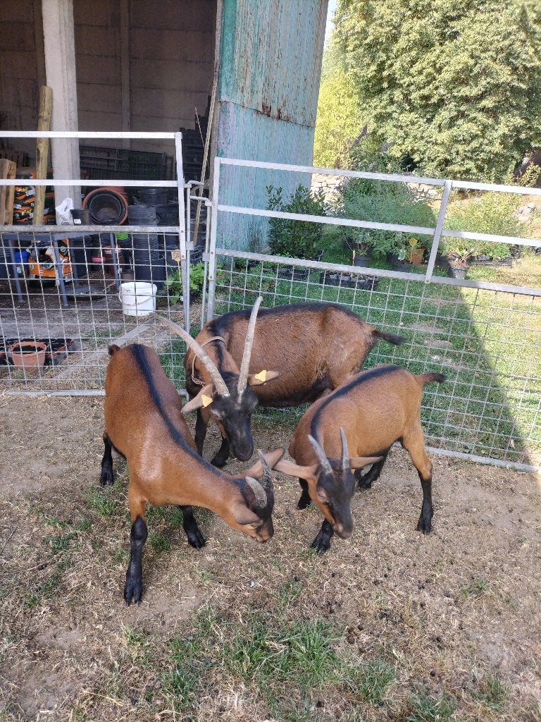 geitenbokjes , zoek goede thuis voor 2 geitenbokjes, Dieren en Toebehoren, Schapen, Geiten en Varkens, Mannelijk, Geit