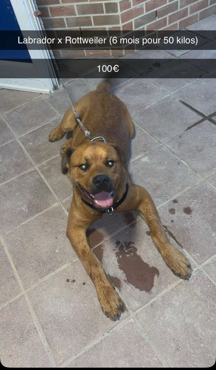 chien a vendre super bien eduquer papier vaccin puce fait, 15 semaines à 1 an, Particulier, Chien (mâle), Hépatite contagieuse (maladie de Rubarth)