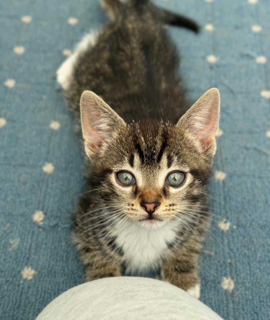 Kitten, Dieren en Toebehoren, Ophalen