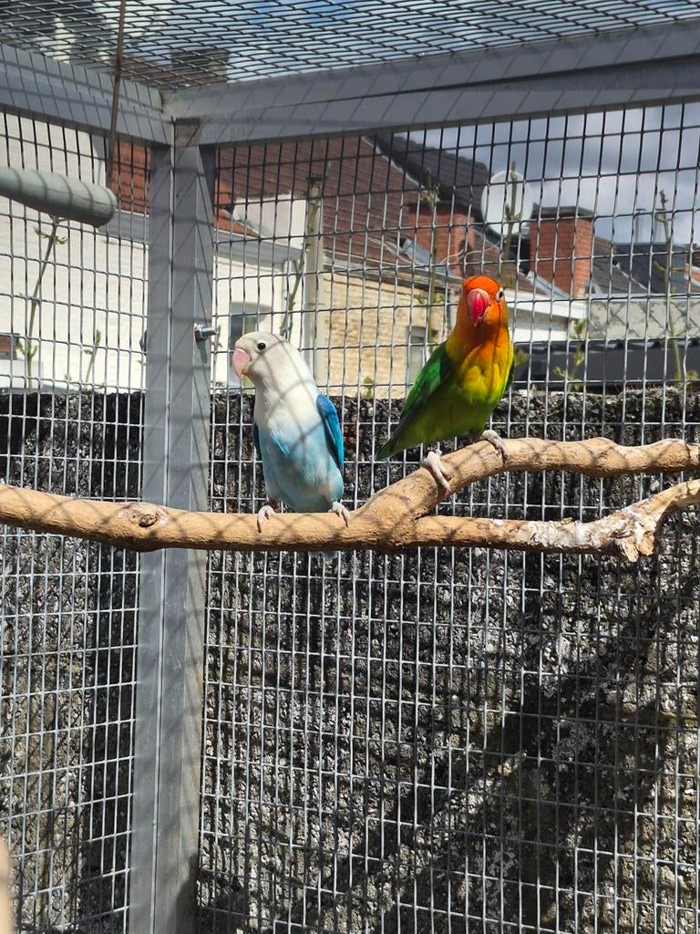 Couple d'inseparable