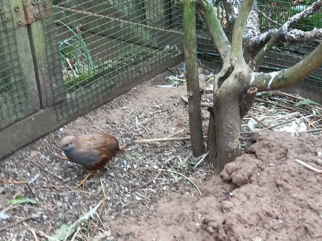 chinese dwergkwartel haantje, Dieren en Toebehoren, Ophalen, Nieuw