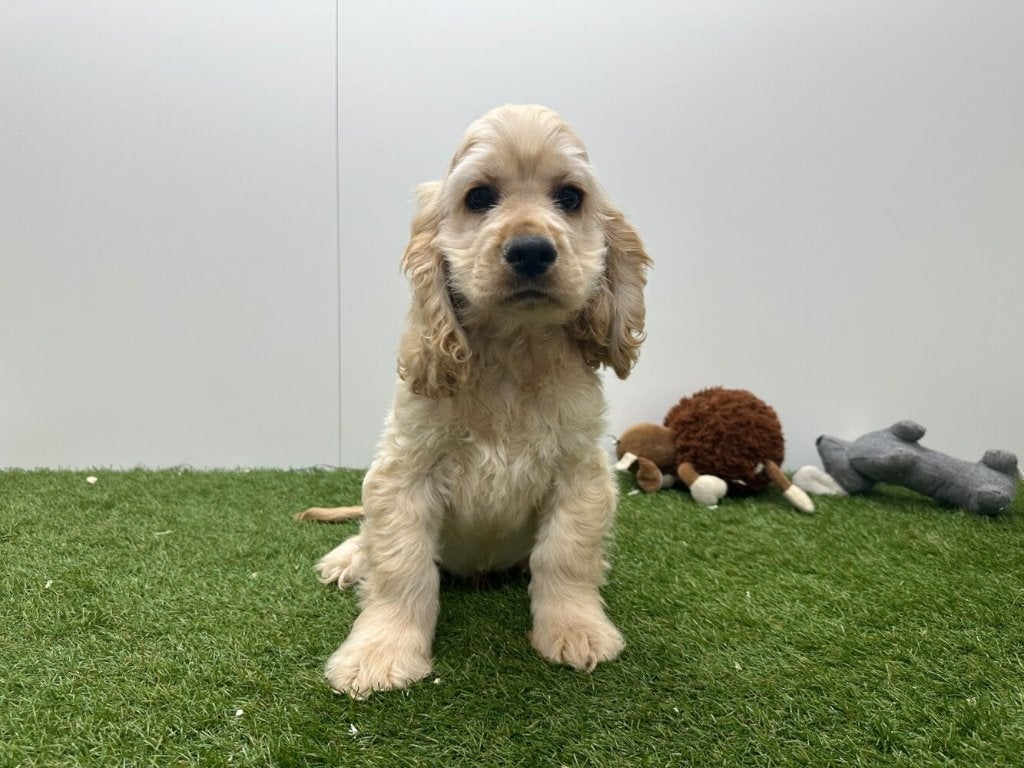 Nid de cockers américains, Maladie de Carré (chiens), Plusieurs, Belgique, Plusieurs animaux