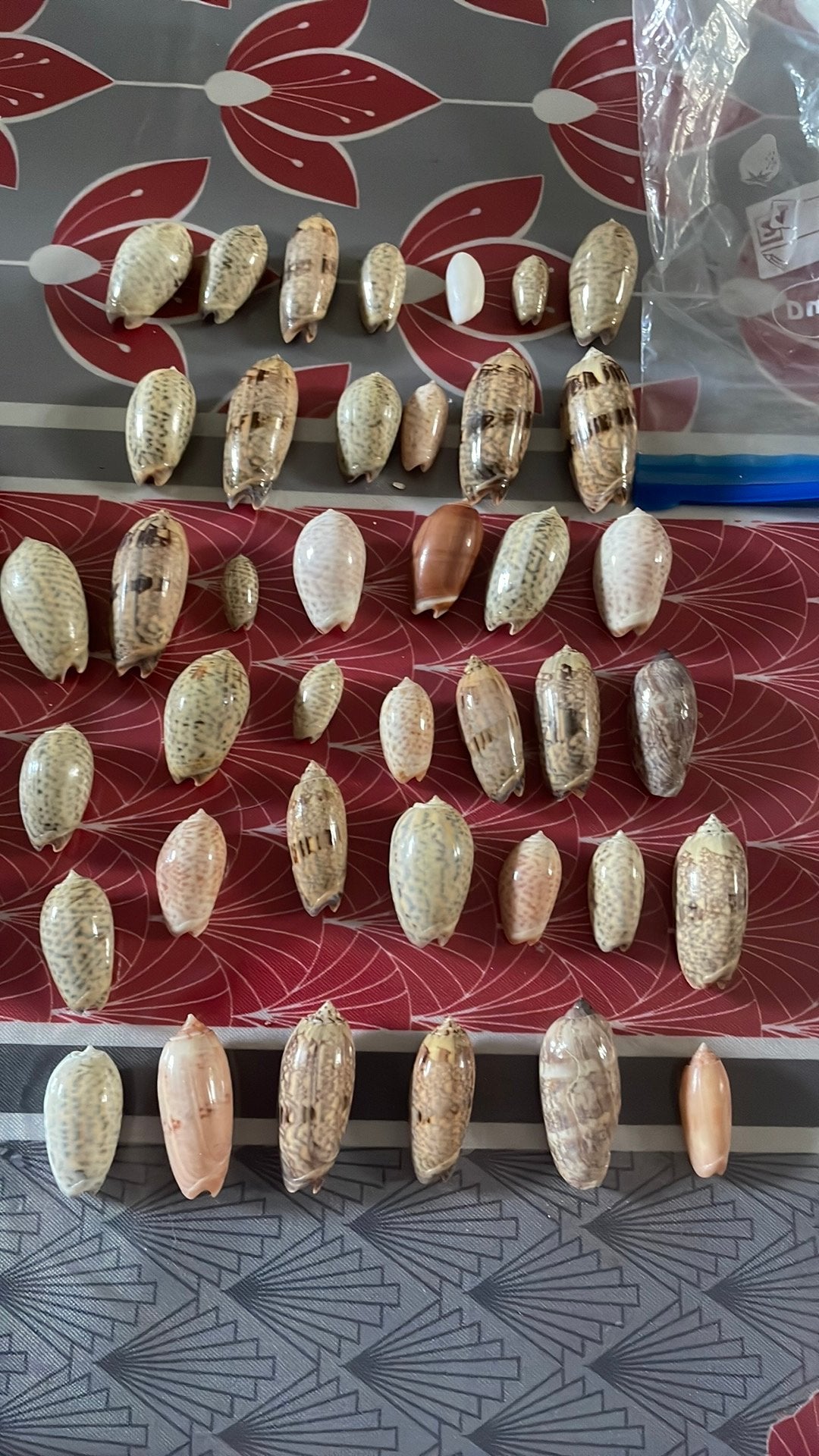 Coquillages, Enlèvement ou Envoi, Coquillage(s)