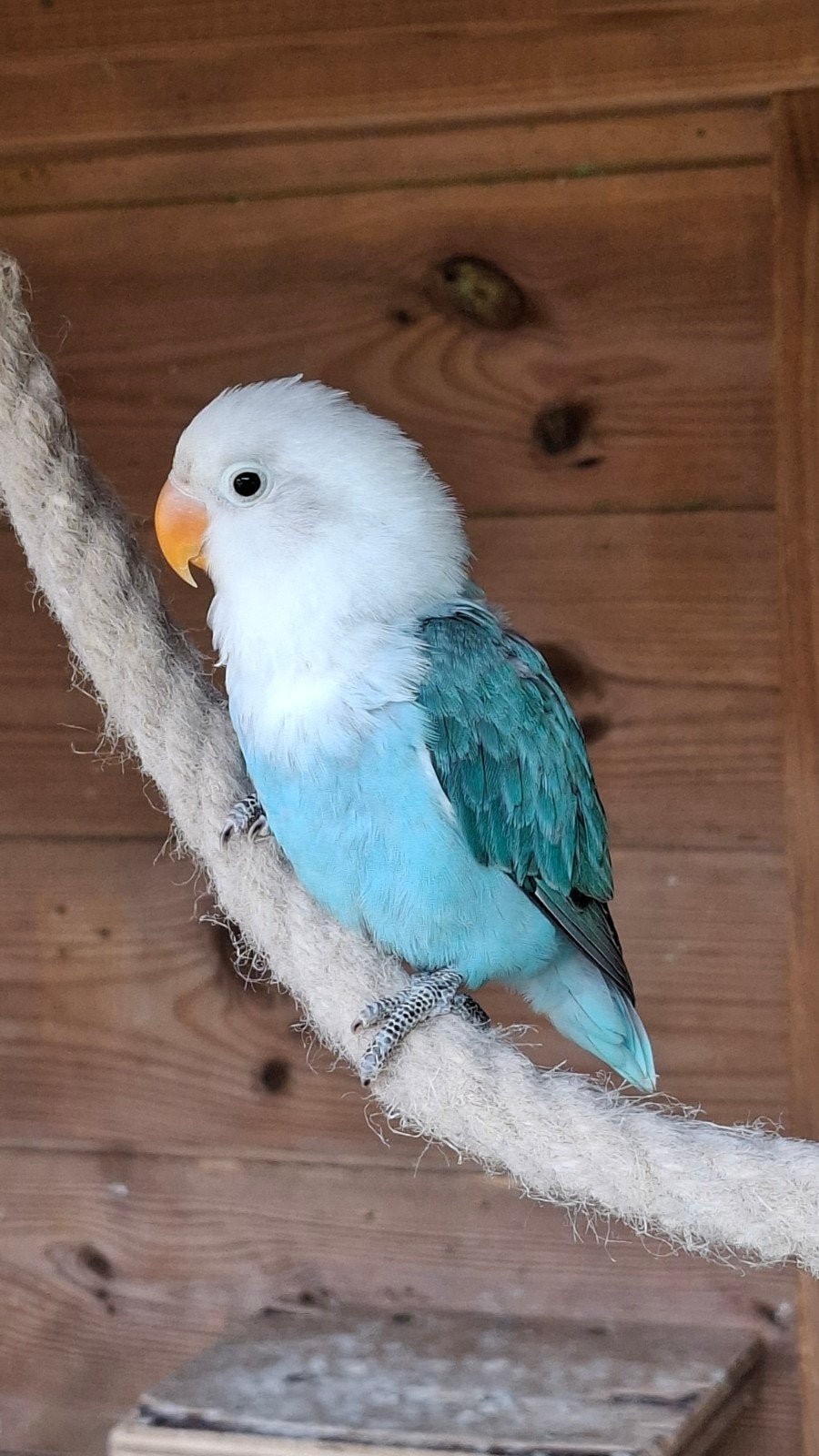 Jonge dwergpapegaai, Dieren en Toebehoren, Vogels | Parkieten en Papegaaien, Vrouwelijk, Dwergpapegaai of Agapornis, Geringd
