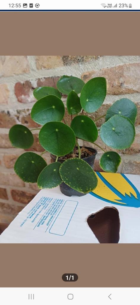 Plante à crêpes ou pilea, Enlèvement ou Envoi, En pot, Ombre partielle, Moins de 100 cm
