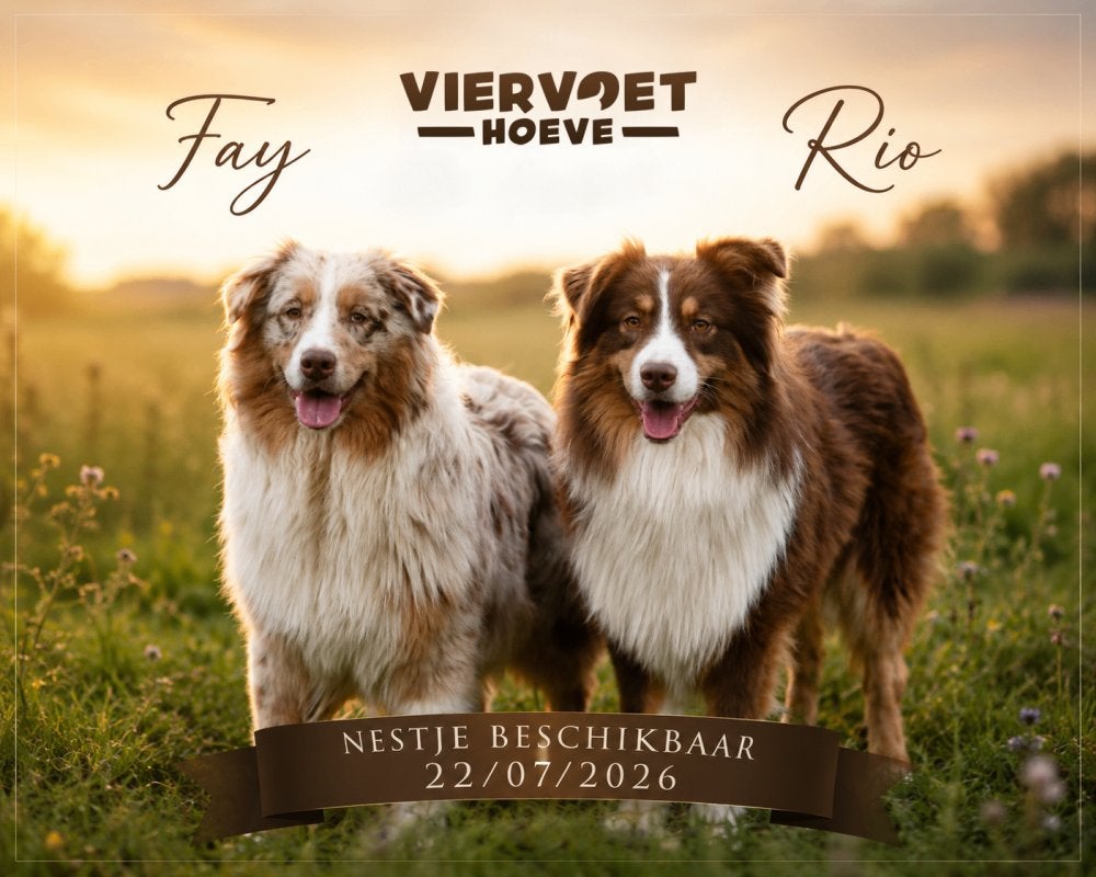 Chiots de berger australien à vendre - Les parents présents, Plusieurs, Hépatite contagieuse (maladie de Rubarth), Belgique, Berger