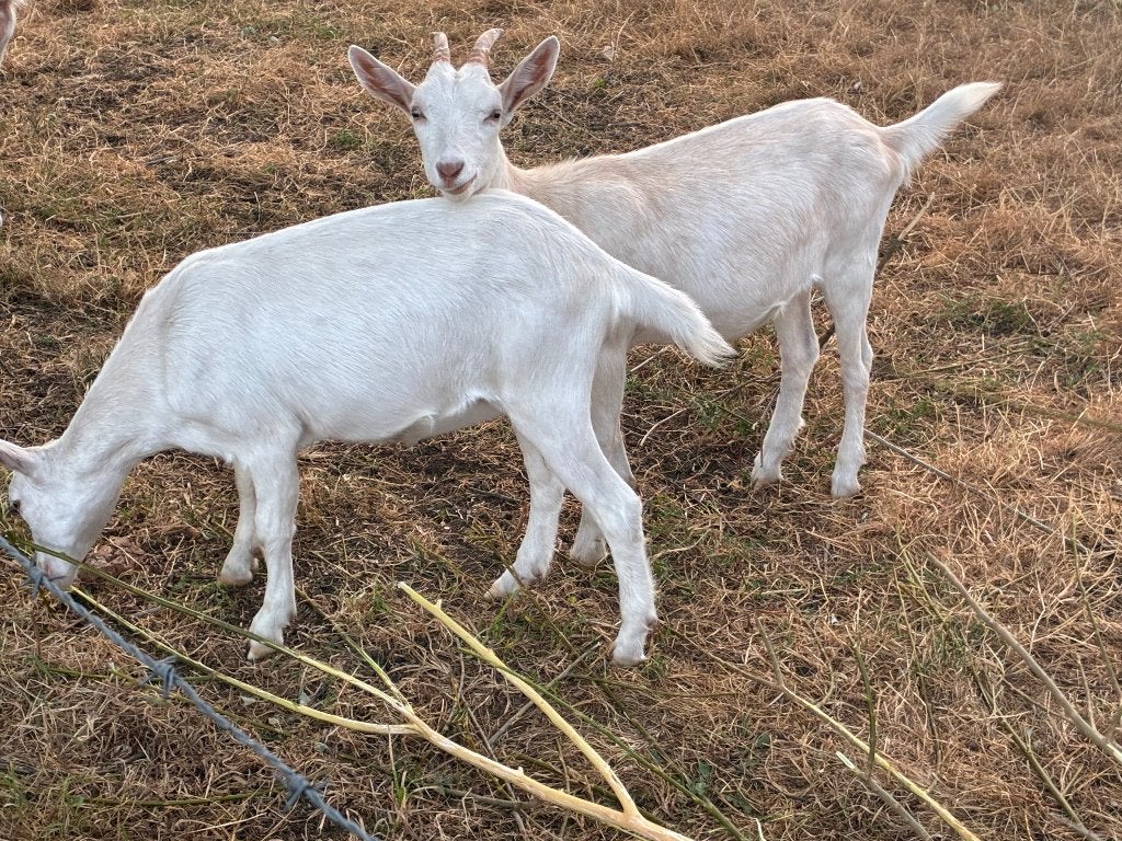 Geitjes, 2 miekes, Animaux & Accessoires, Femelle, Chèvre, 0 à 2 ans