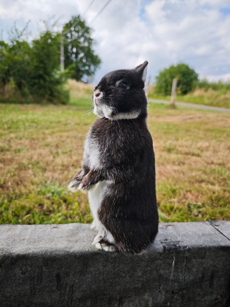 Renard argenté noir, Plusieurs animaux, Nain, 0 à 2 ans