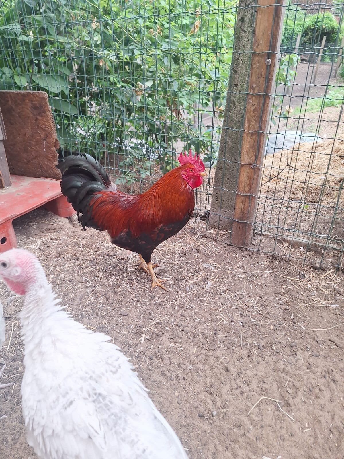 Trio welsumer krielen, Dieren en Toebehoren, Pluimvee, Meerdere dieren, Kip