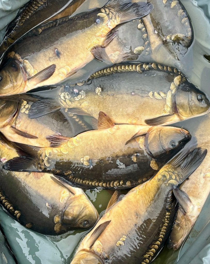 mix karpers van 250gr tot <3kg, Dieren en Toebehoren, Karper of Koi