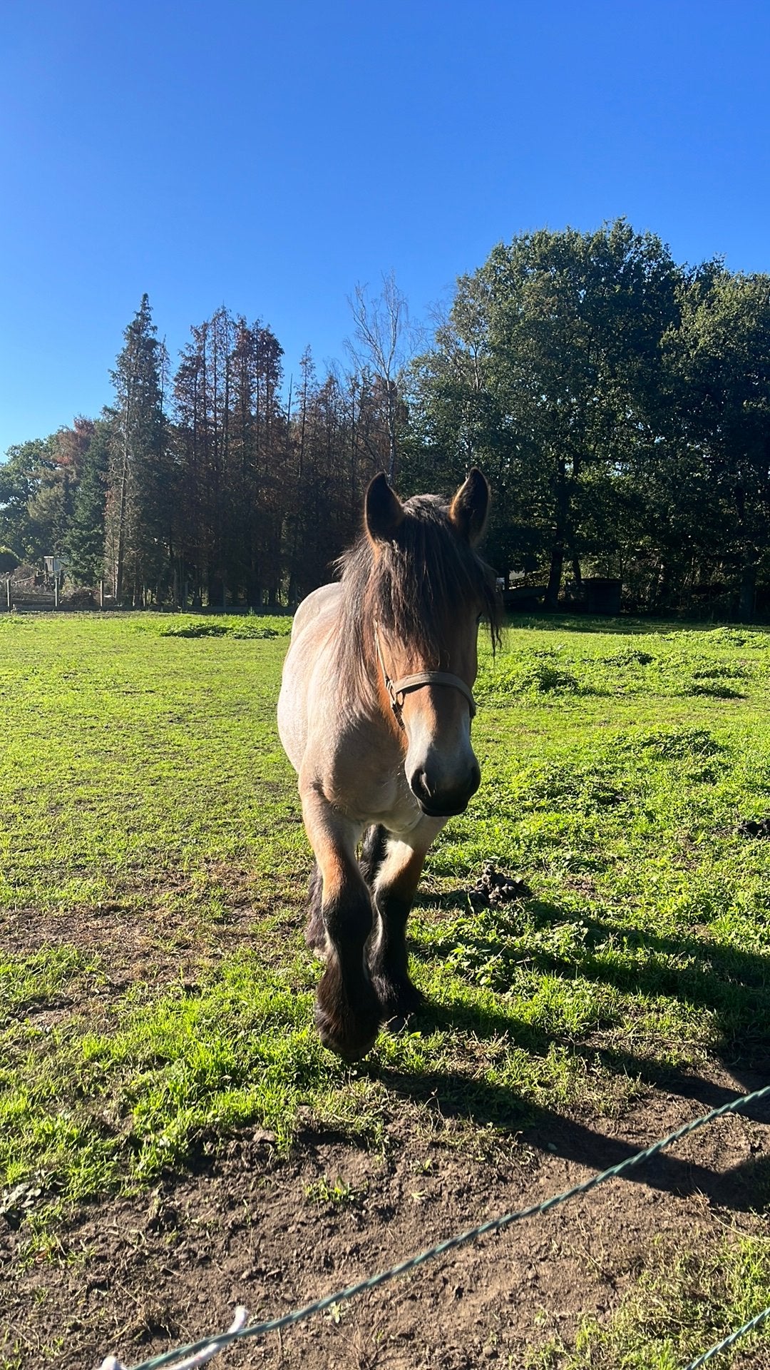 2 jarige merie boerenpaard, Dieren en Toebehoren
