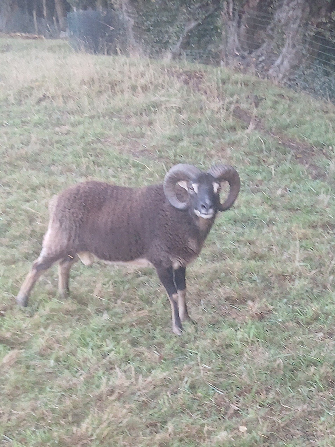 soay male, Enlèvement