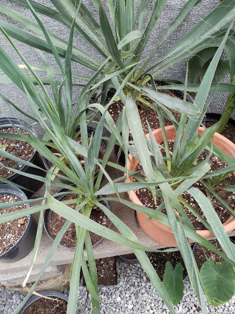 2 winterharde yuccas, Tuin en Terras, Ophalen