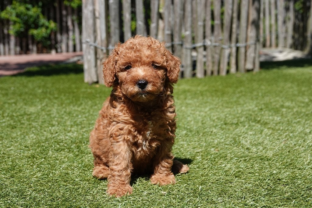 Magnifiques chiots caniches nains abricots, avec pedigree, Animaux & Accessoires, Chiens | Chihuahuas & Chiens de compagnie, Caniche