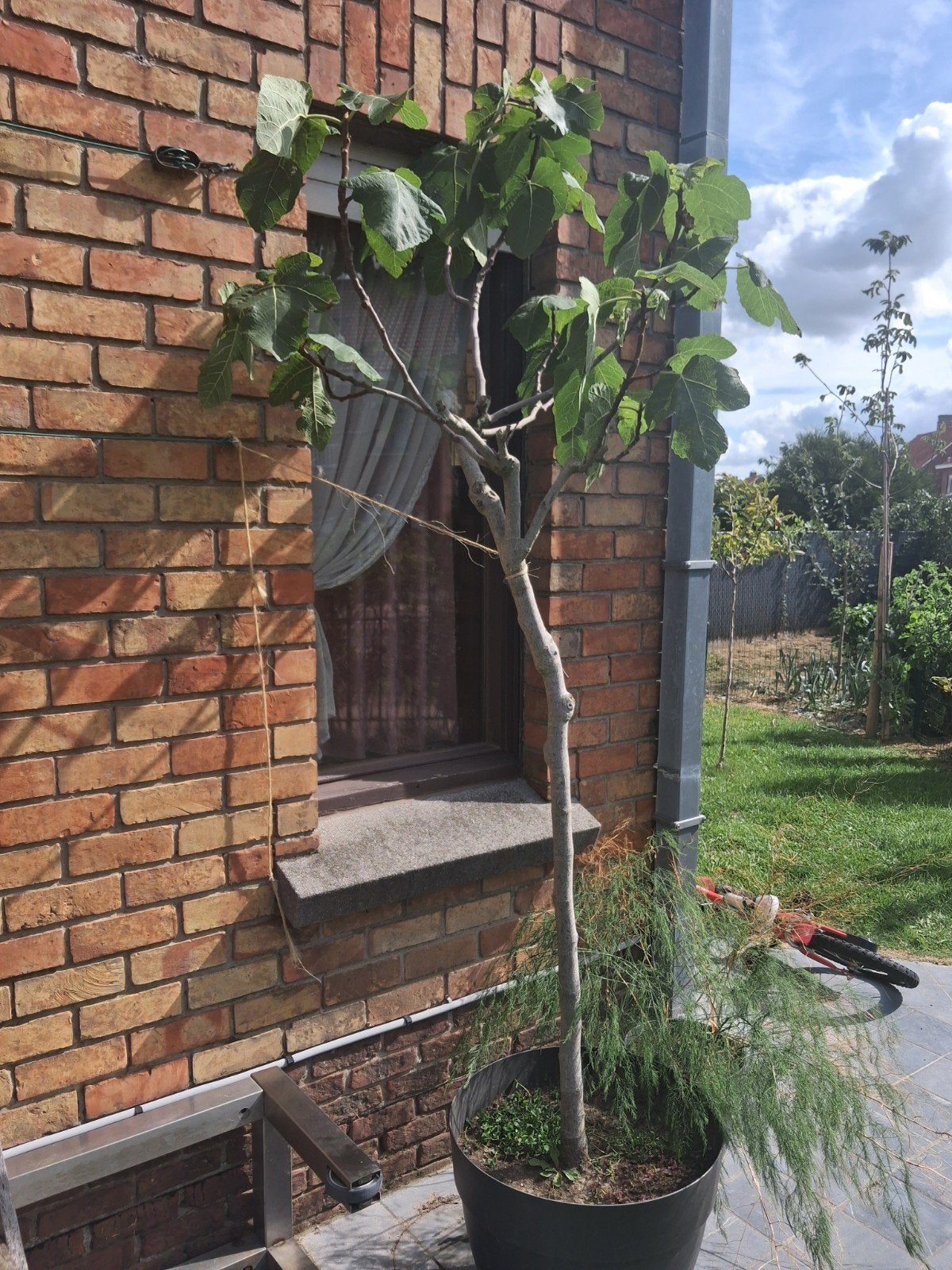 vijgenboom groot, geeft vijgen, Jardin & Terrasse, Enlèvement, En pot, Figuier