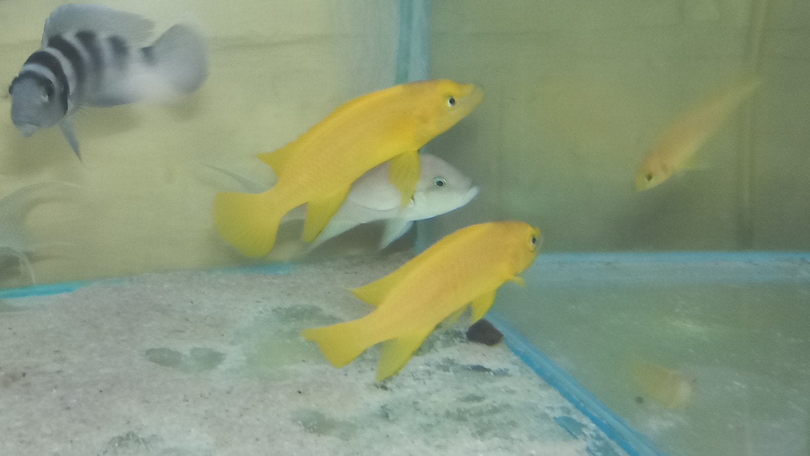 cichlidés du Tanganyika, Animaux & Accessoires