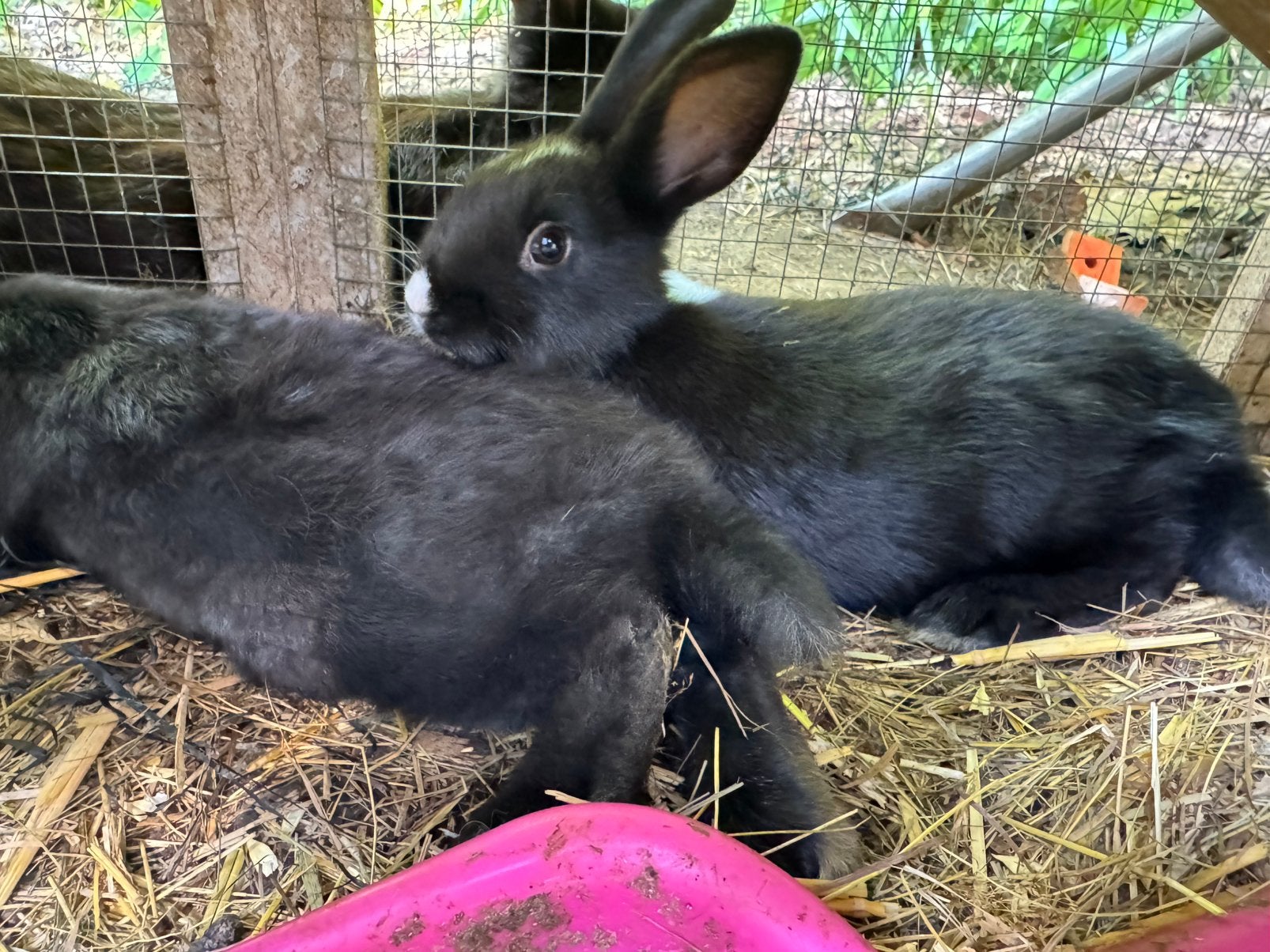 Dwergkonijnen, Dieren en Toebehoren, Konijnen, Vrouwelijk, Dwerg, 0 tot 2 jaar