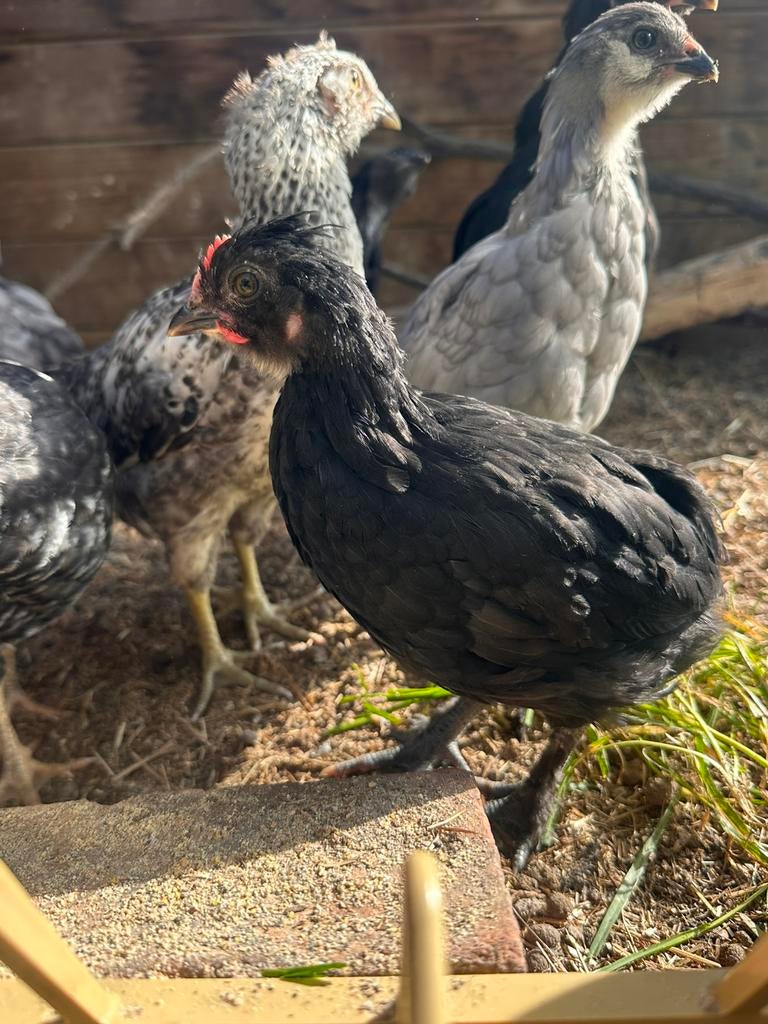 Tam jong haantje bolstaart uit Marans x araucana, Dieren en Toebehoren, Pluimvee