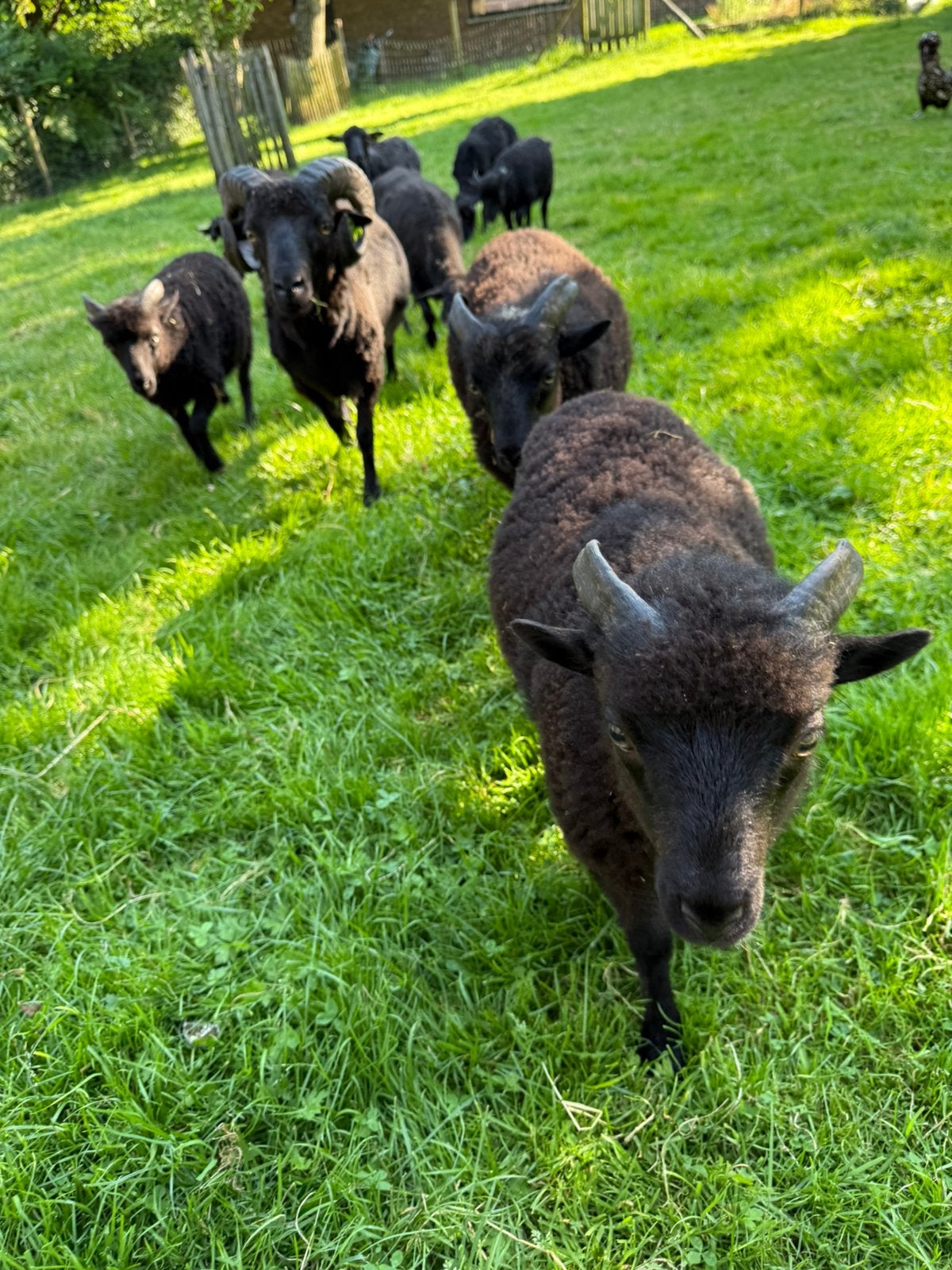 Ouessant stamboek lammeren - Ram (03/2026 - 4 st.), Mâle, Mouton, 0 à 2 ans