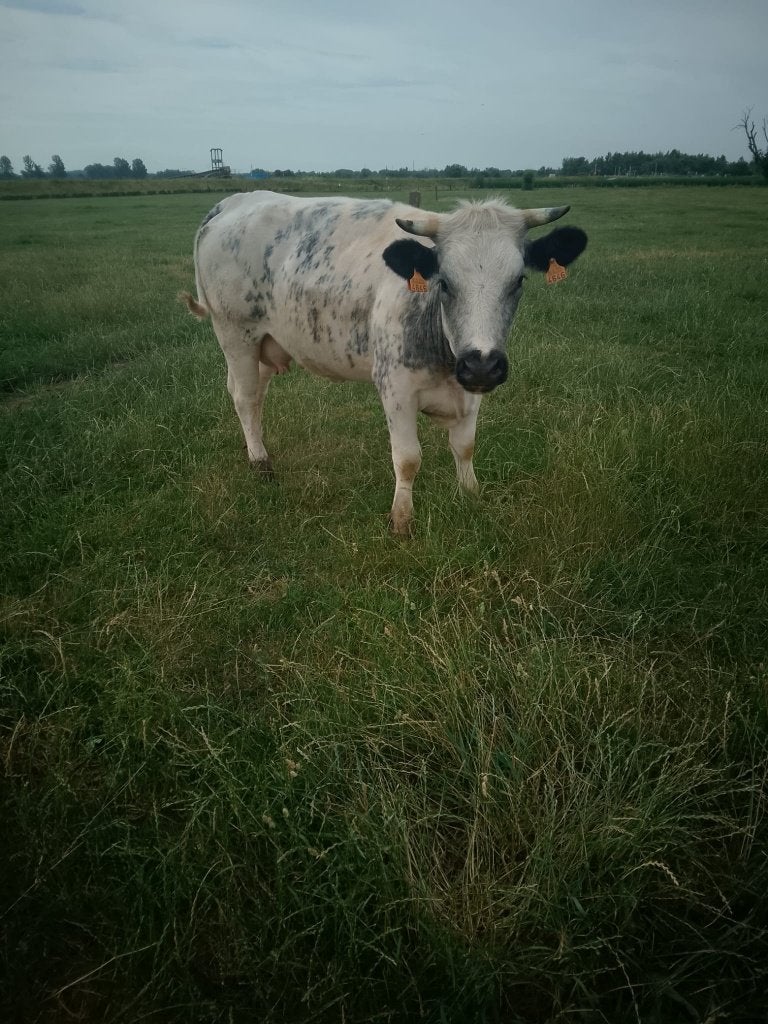 koe, Dieren en Toebehoren, Runderen, Vrouwelijk, 0 tot 2 jaar