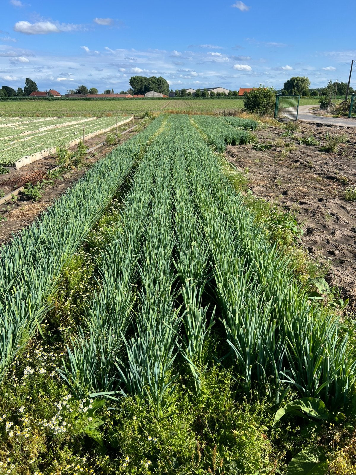 Preiplantjes te koop, Ophalen of Verzenden