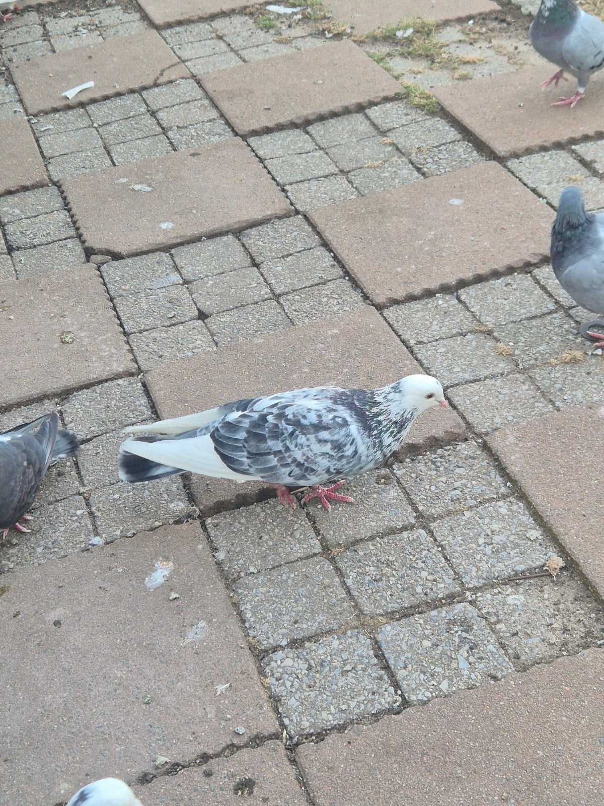 Duiven, Dieren en Toebehoren, Vogels | Duiven