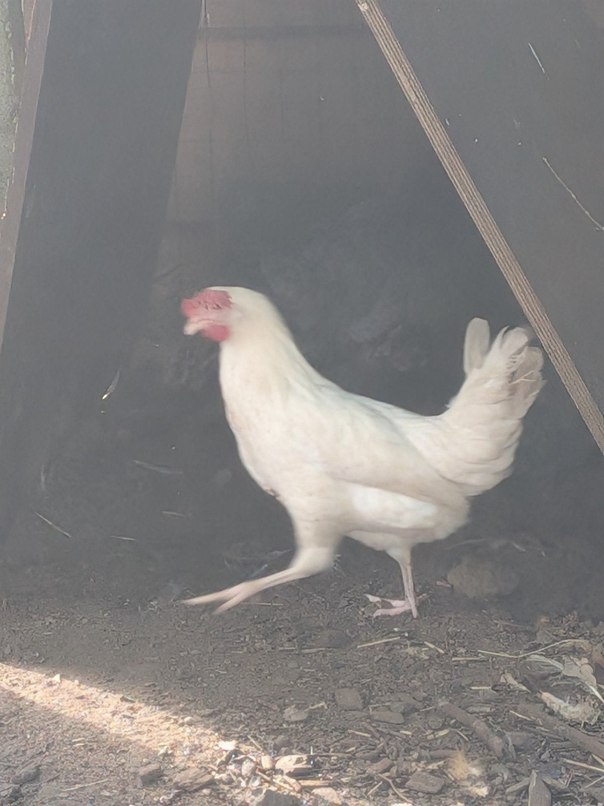 witte leghorn, Dieren en Toebehoren