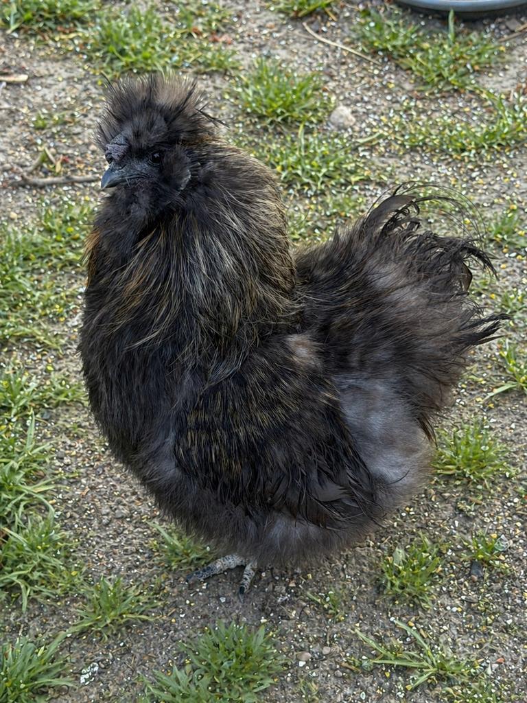 Coq soie, Ophalen
