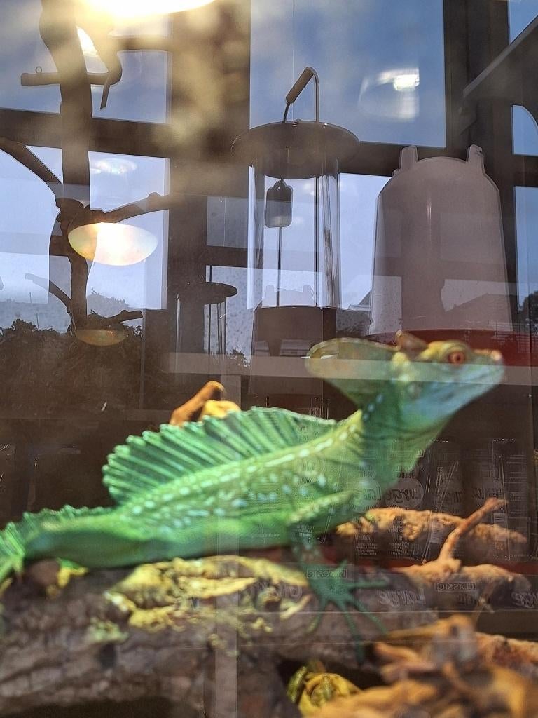 koppel groene kroonbasilisken, Dieren en Toebehoren, Hagedis, 0 tot 2 jaar