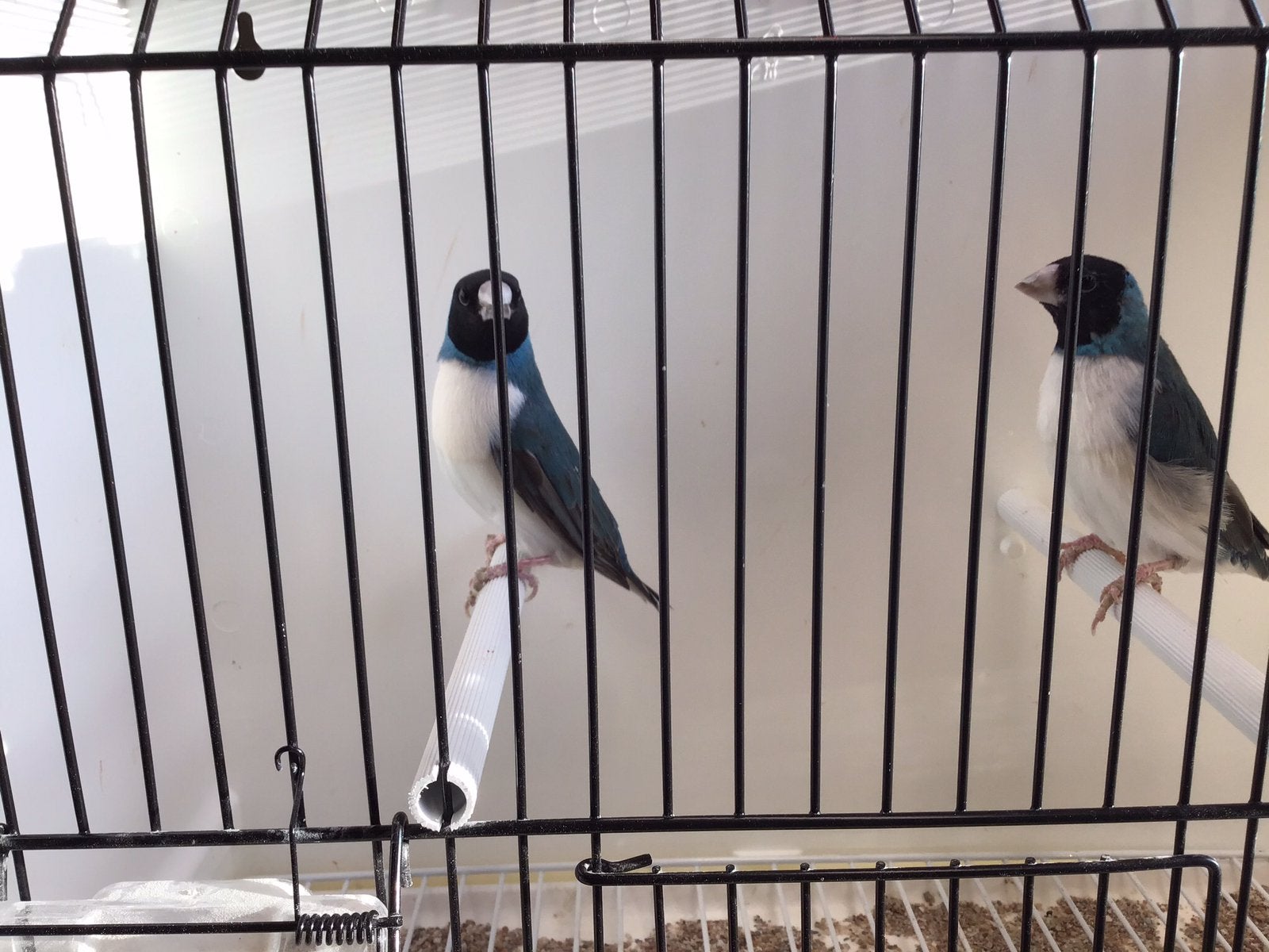 Gouldamadines, Dieren en Toebehoren, Vogels | Overige Vogels, Tropenvogel