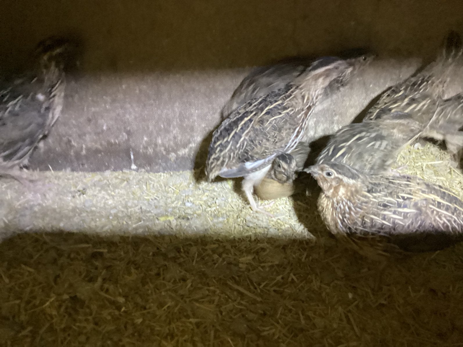 Japanse kwartels, Dieren en Toebehoren