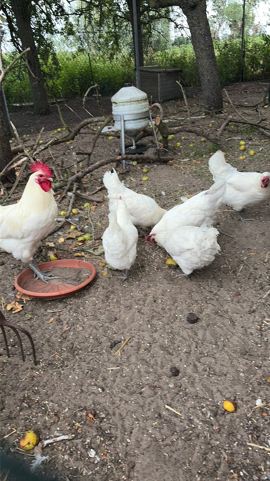 Poule de Bresse toom., Dieren en Toebehoren