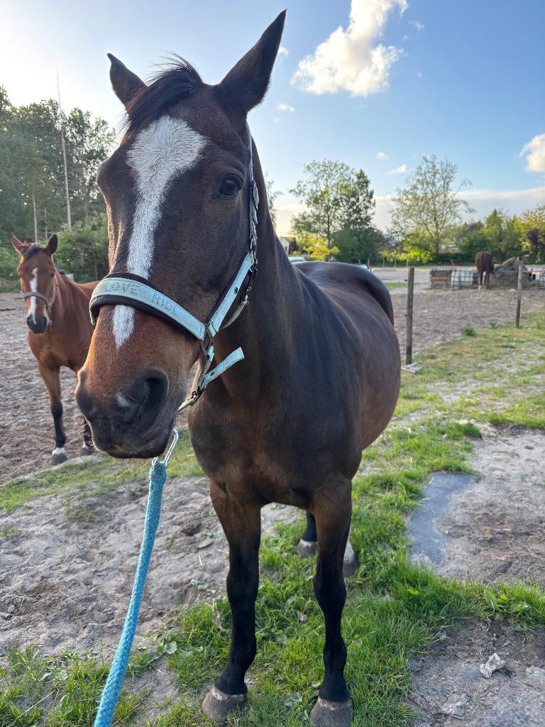 Zangersheide merrie, Z, 11 ans ou plus, 165 à 170 cm, Avec pedigree