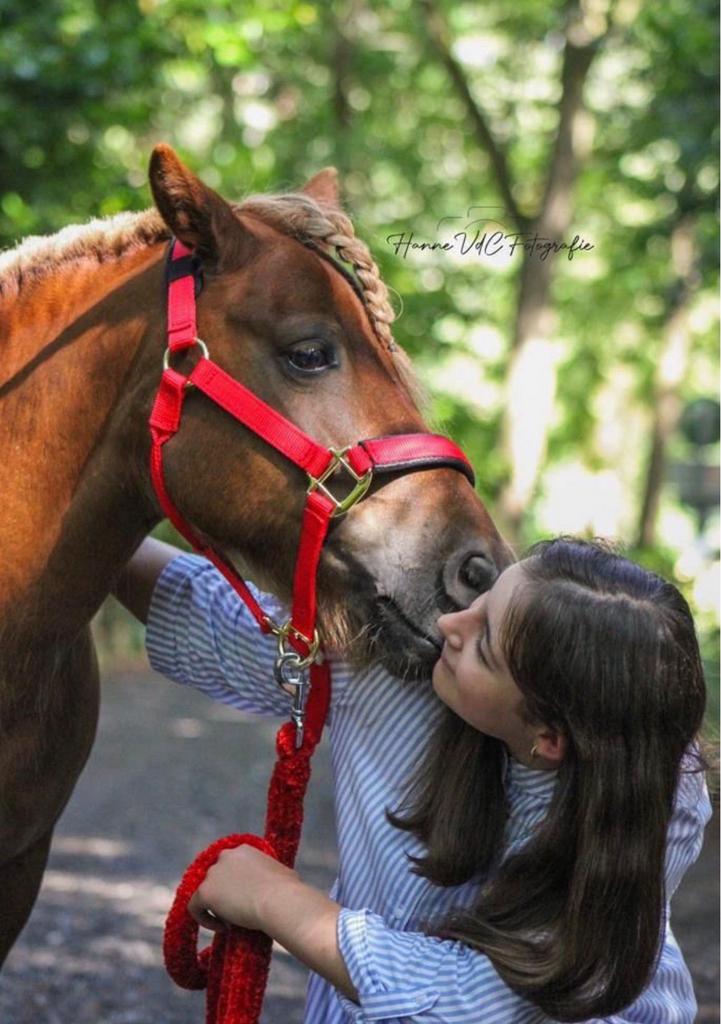 Grote Shetlander pony “Mieke”, Animaux & Accessoires, Chevaux & Poneys | Brides & Harnachement, Comme neuf, Enlèvement