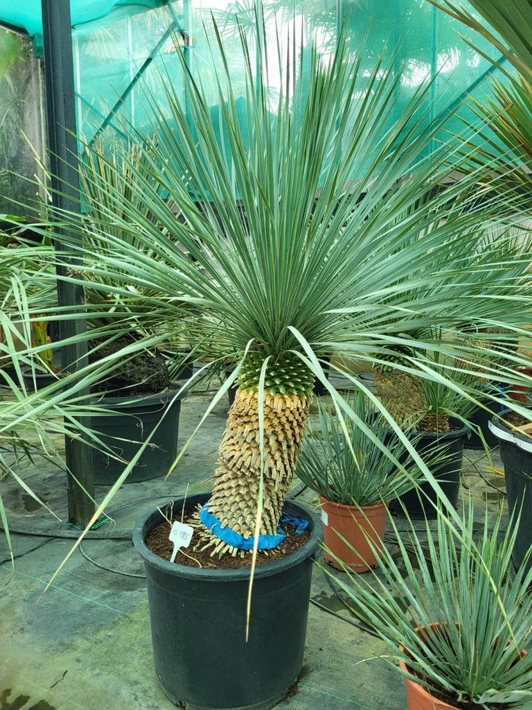 Yucca rostrata, stam 50cm, totaal 1m, Tuin en Terras, Planten | Tuinplanten, Ophalen
