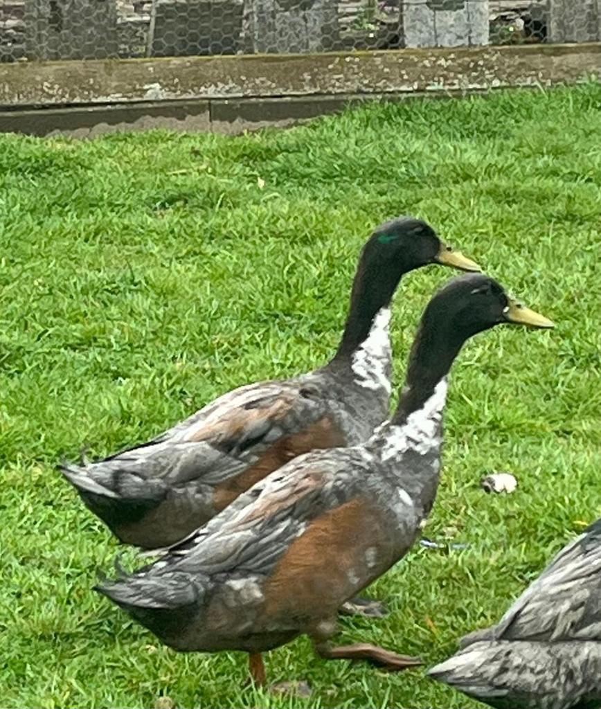 2 woerden van 2024, Animaux & Accessoires, Volatiles, Mâle, Canard