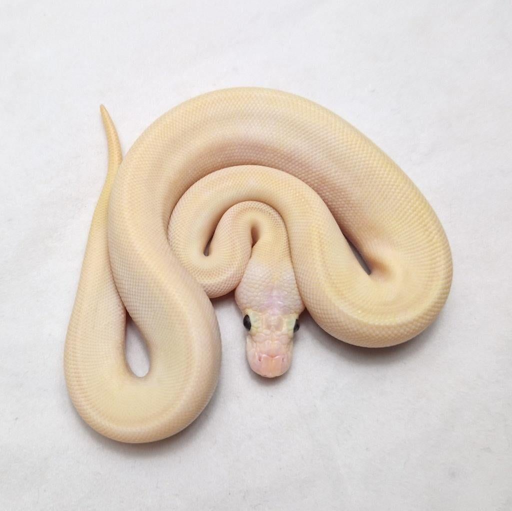 Pastel Pinstripe Ivory Clown koningspython vrouw, Dieren en Toebehoren, Reptielen en Amfibieën, Slang, 0 tot 2 jaar