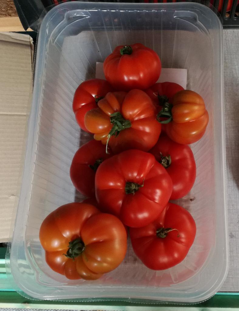 Tomatenplanten Bistecca F1 Hybride, Tuin en Terras, Ophalen