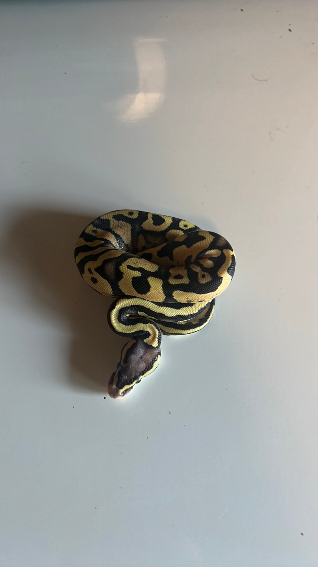 0.1 Pastel 100% Het Axanthic TSK 100% Het Desert Ghost, Dieren en Toebehoren