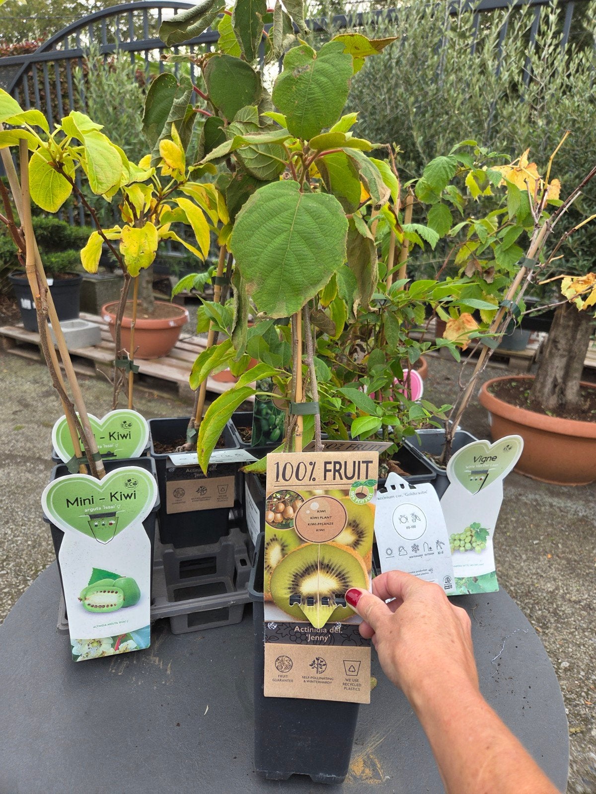 Actinidia Deliciosa Jenny - kiwi zelfbestuivend, Tuin en Terras, Ophalen