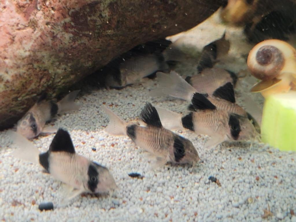Hobbyaquarium vissen/garnalen overzicht aanbieding  mei