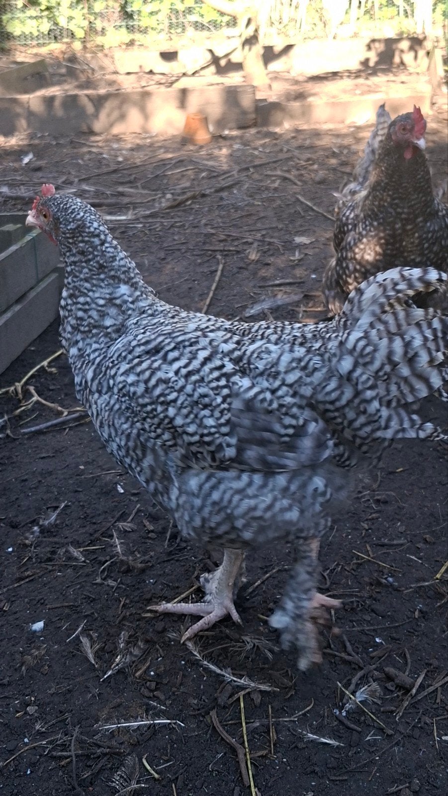jonge Kweekhaan Mechelse koekoek, Dieren en Toebehoren, Mannelijk, Kip