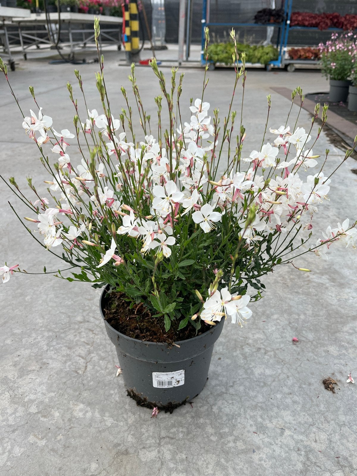 Gaura – alle kleuren & formaten, Tuin en Terras, Planten | Tuinplanten, Ophalen, Zomer, Vaste plant, Volle zon