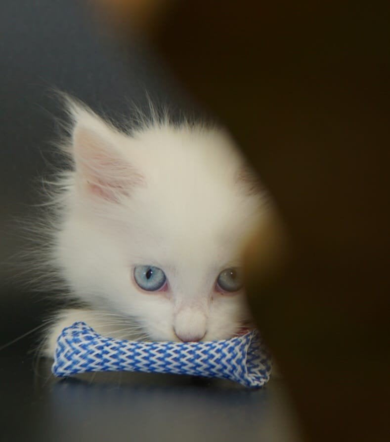 Maine Coon Kitten, Plusieurs animaux, Avec puce électronique, 0 à 2 ans