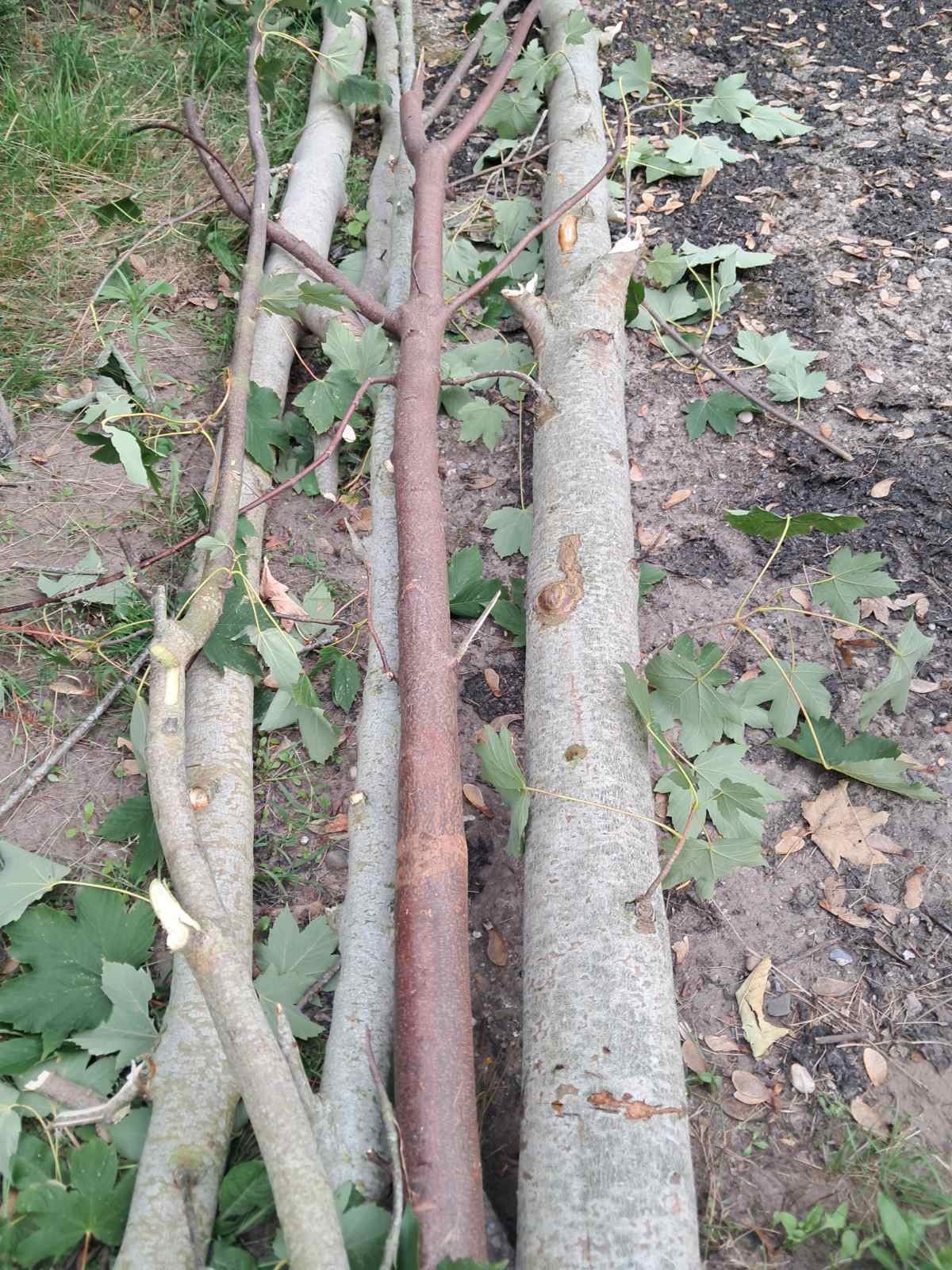 Esdoorn hout – boomstammen en takken – haardhout / decoratie, Enlèvement, Branches