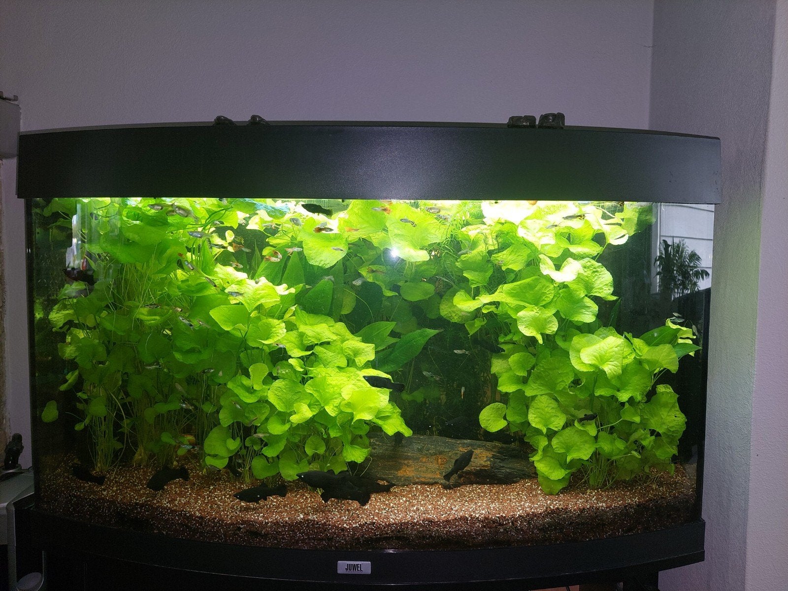 Aquarium planten en vissen, Dieren en Toebehoren, Ophalen